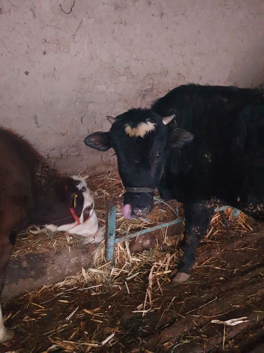 Buqa sotiladigan 30 milion som