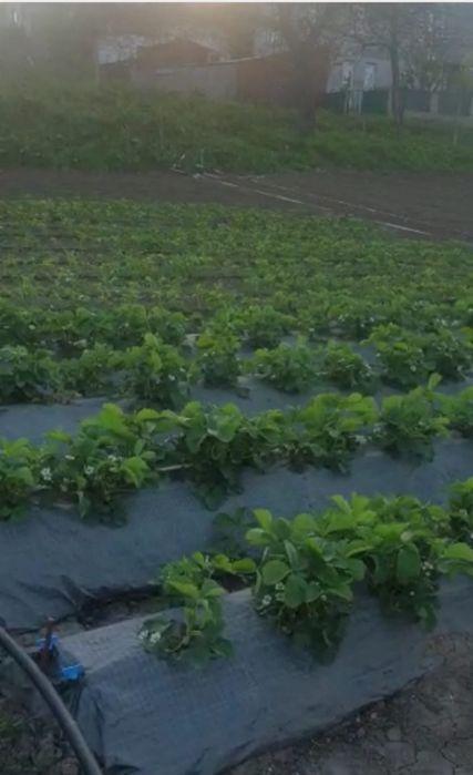 Vand stoloni de căpșuni