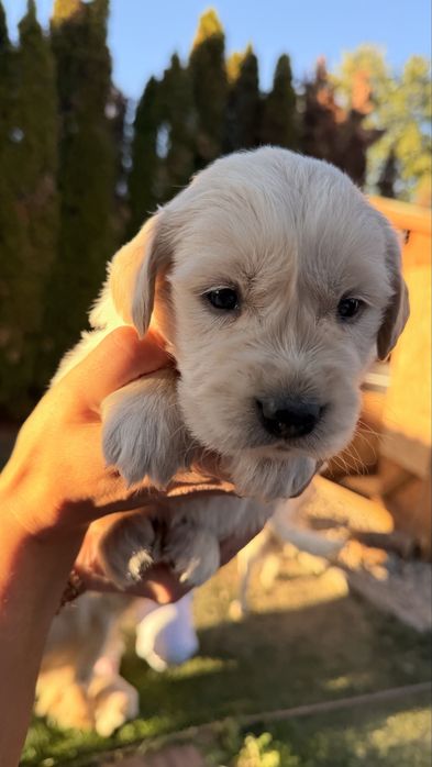 Pui Golden Retriever