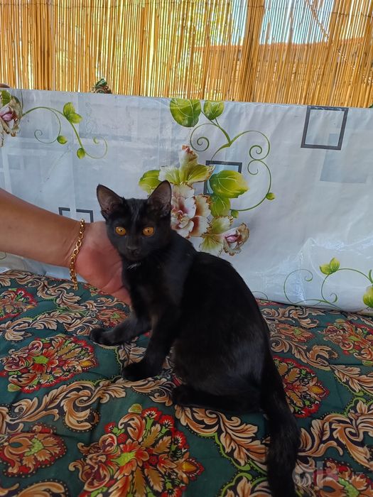 В хорошие руки отдам котенка