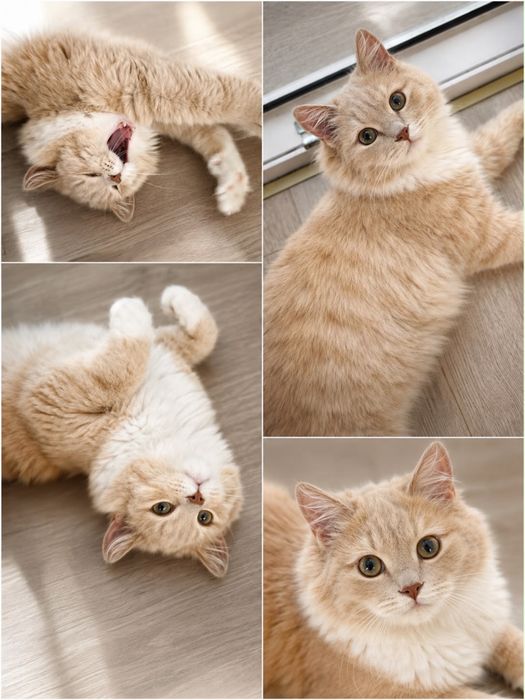 Кот большой светлый