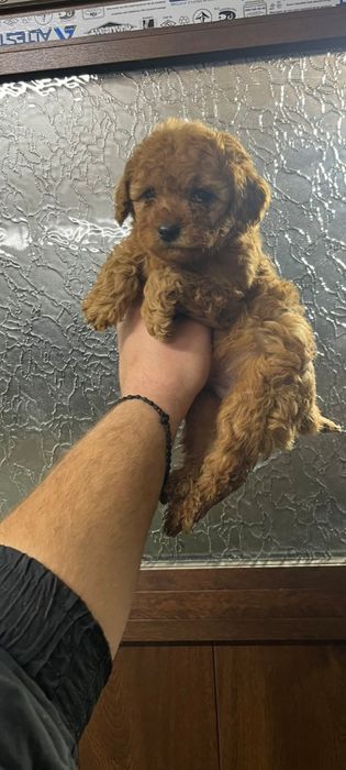 Той пудел момичета