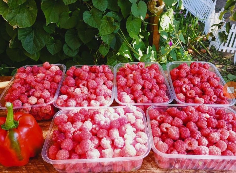 Малина отростки для посадки