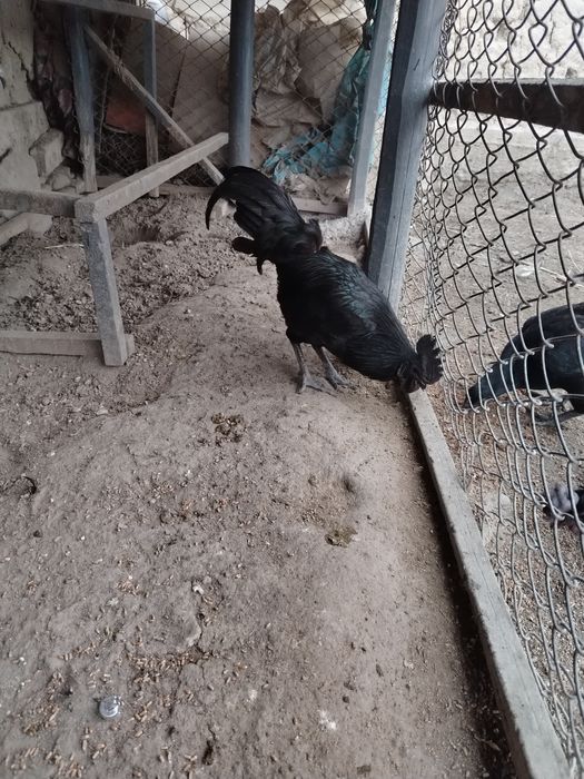 Ухайли хороз зот олишга зур, 150000 минг