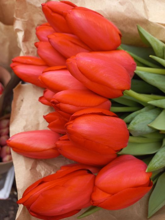 Тюльпаны оптом Алматы