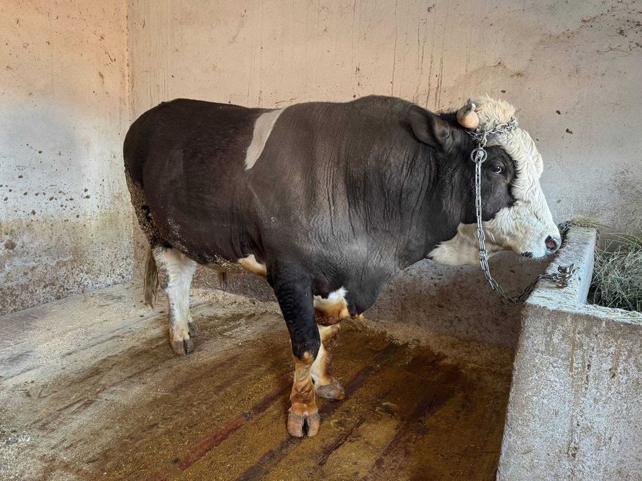 simental buqa sotiladi