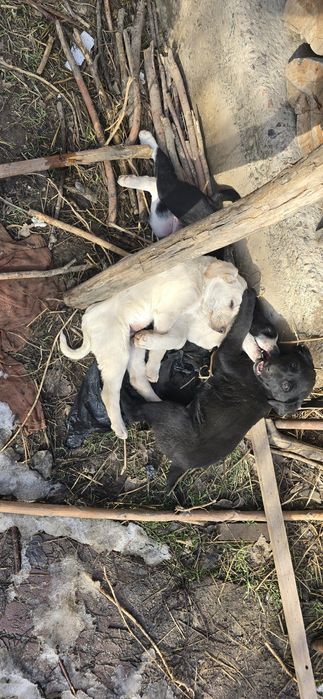 Продам щенков в добрые руки