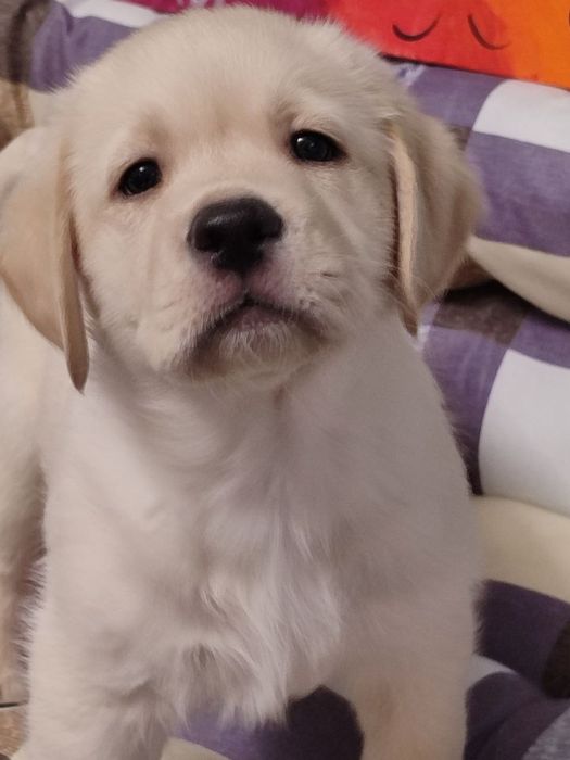 Щенки лабрадорчики