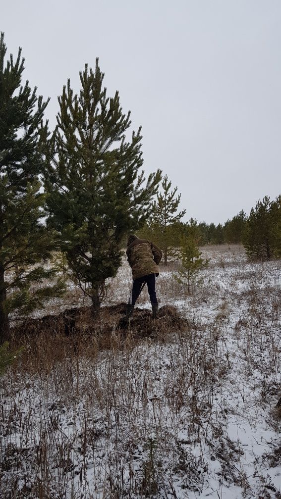 В каждой сосне не было ничего лишнего