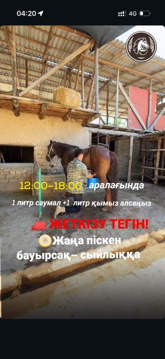 САУМАЛ қымыз АКЦИЯ тегін жеткізу