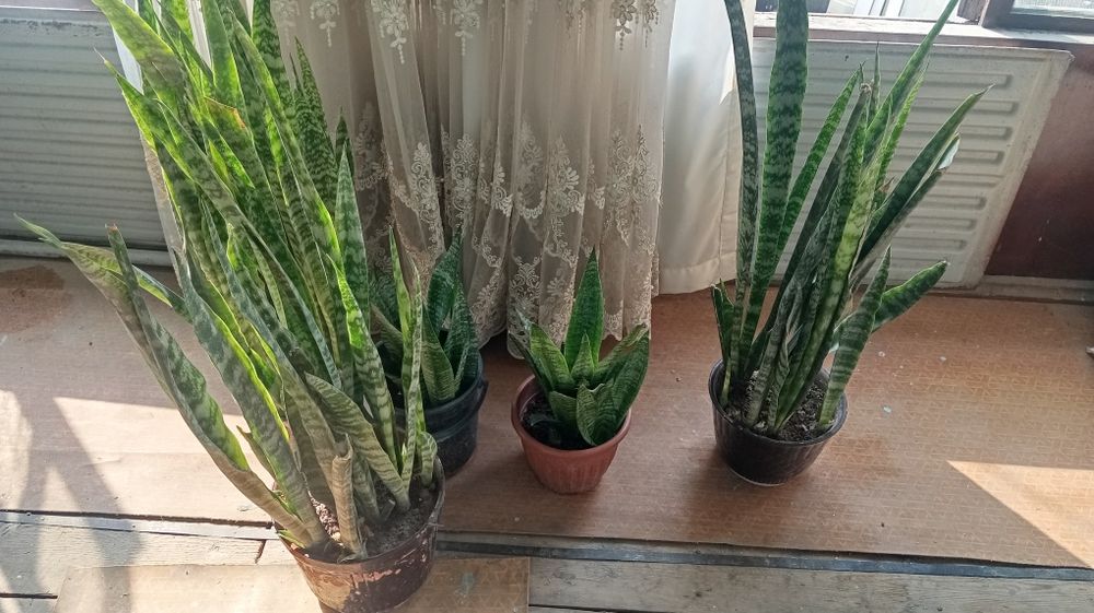 Arzon gullar sotiladi