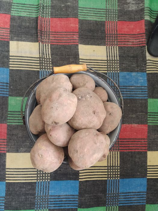 Продам картофель едовой