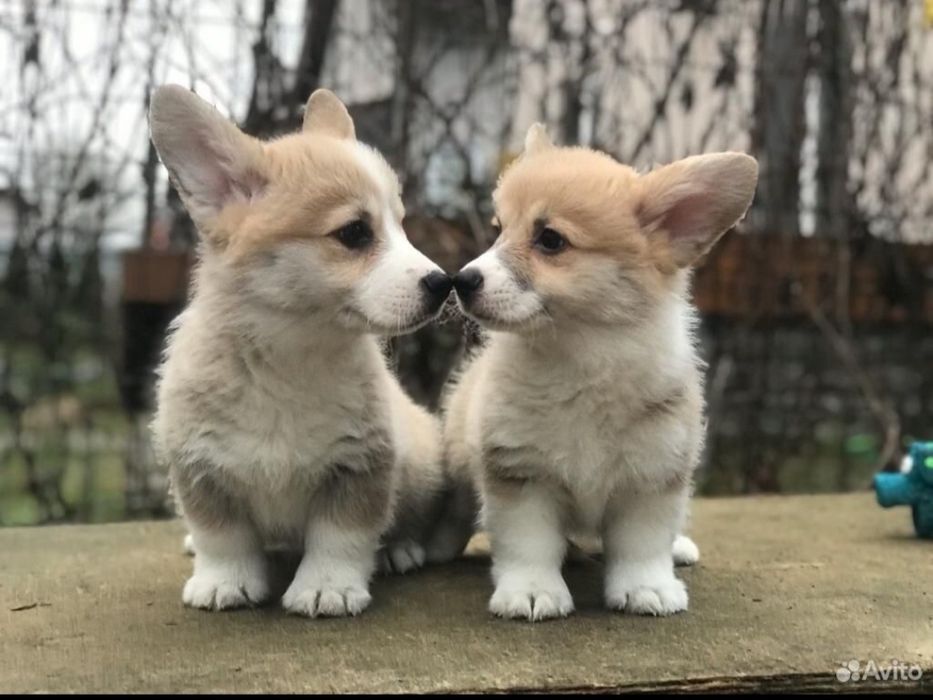 Милые Малыши Корги