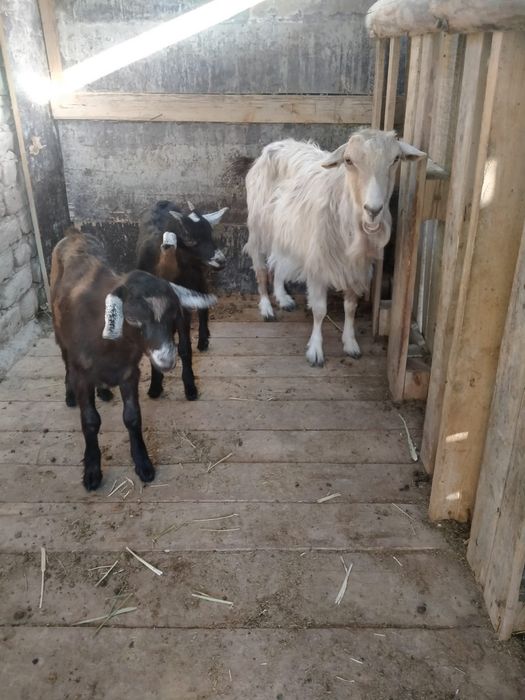 Ломанча пародалы ешкі сатылады