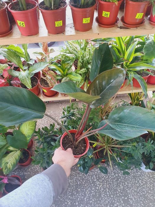 Imperator Император