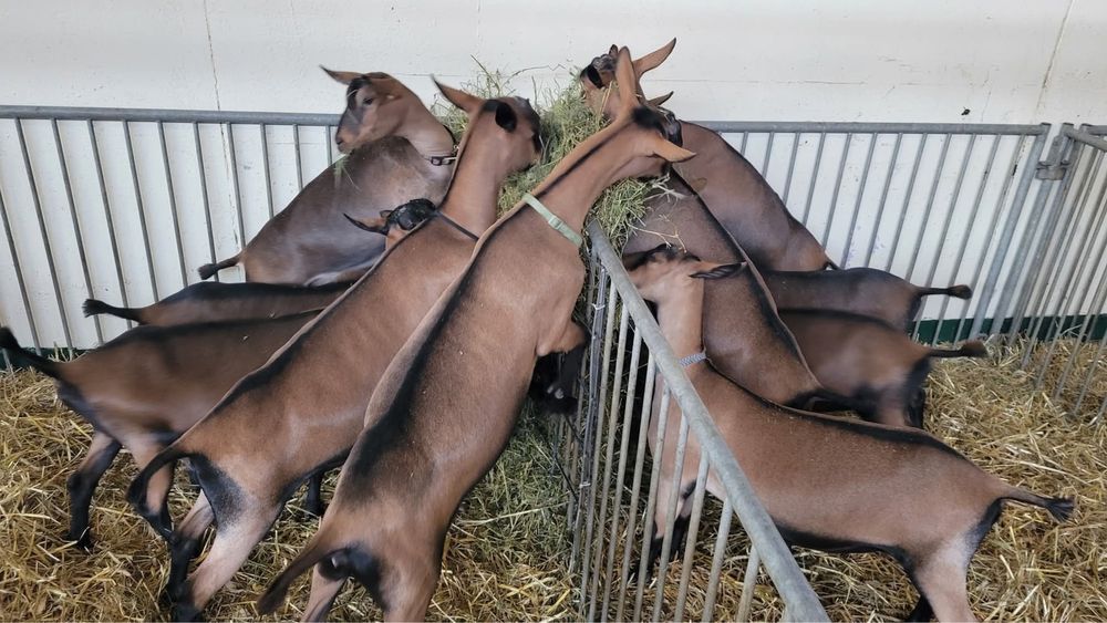 Iede tineret alpina franceza cu pedigree 2026