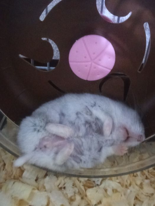 Хомяк девочка ручная с клеткой