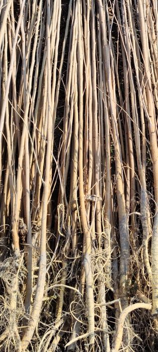 Tut kuchat 1 ,2 yillik,balxi payvand,sensa