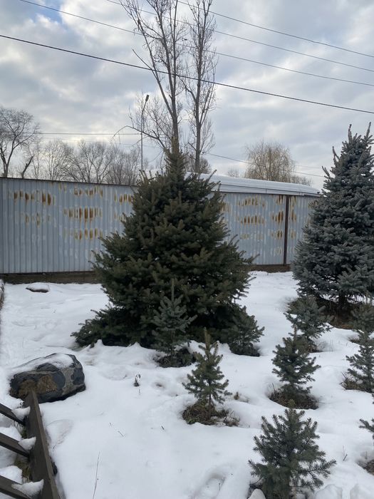 Ёлки Шыршалар