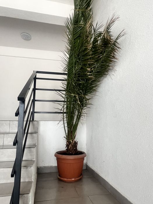 Vand palmier ornamental