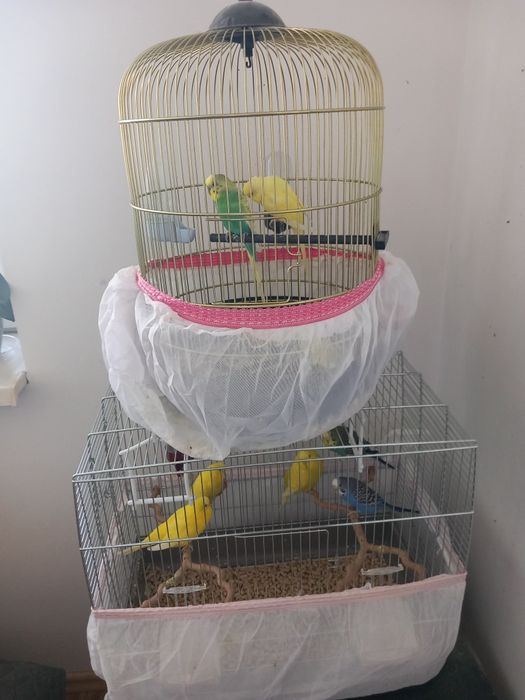 Papagali cu cușcă