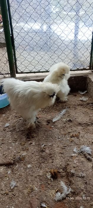 Vând mătase japoneză