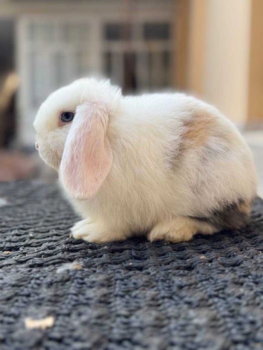 Кроллик Quyon Rebbit