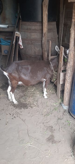 Capra Alpin Franceza Toggenburg
