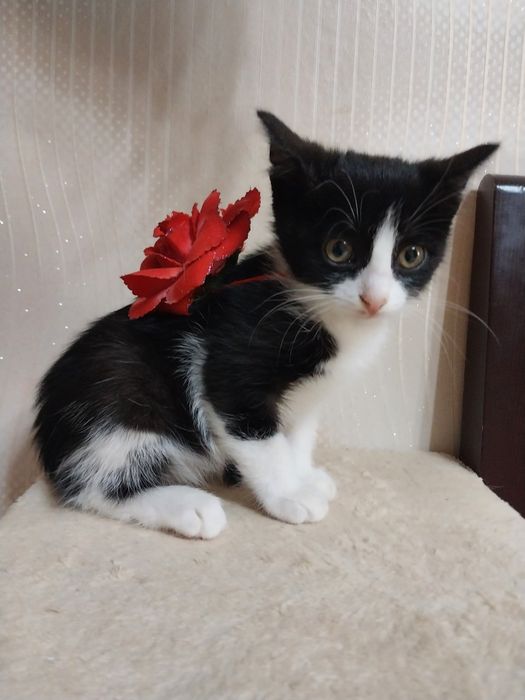 Маленькая кошечка девочка