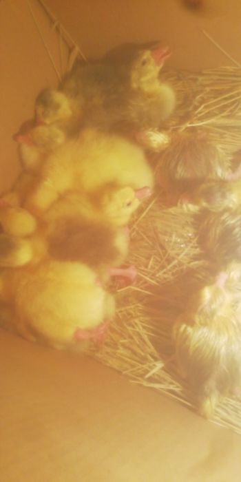 Продам гусят суточные