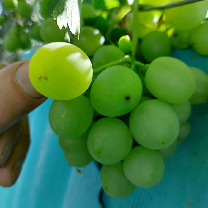 Продам  частный дом в Бишкуле