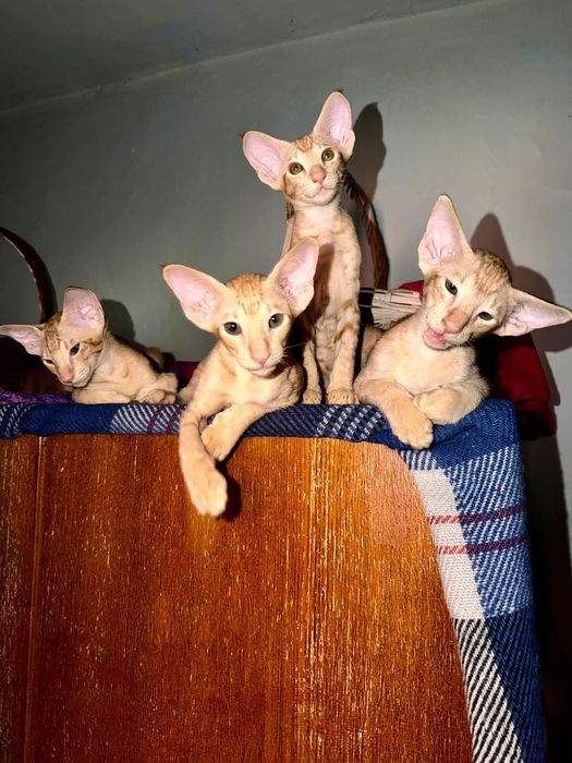 Ориентальные котята