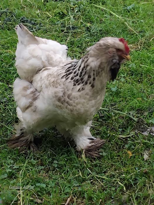 Brama  tovuq tuxumlari