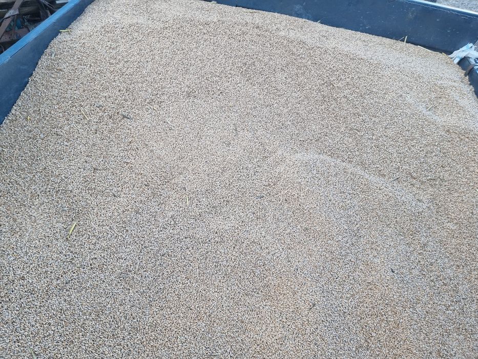 Vand triticale si orz de toamna