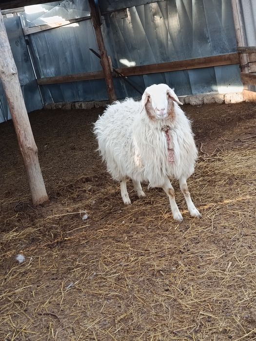 Қошқар мен сек сатылады