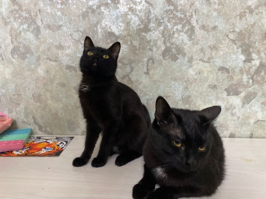 Отдам кота в хорошие руки