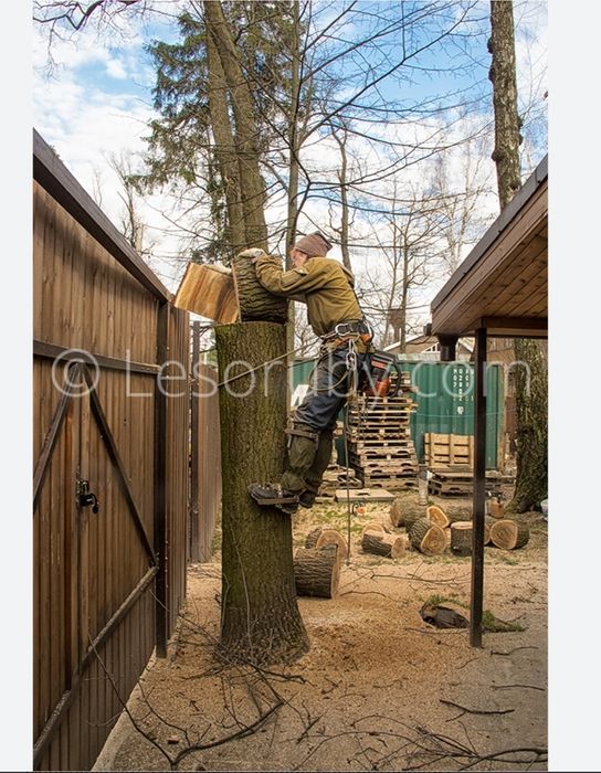 Спил деревьев актобе