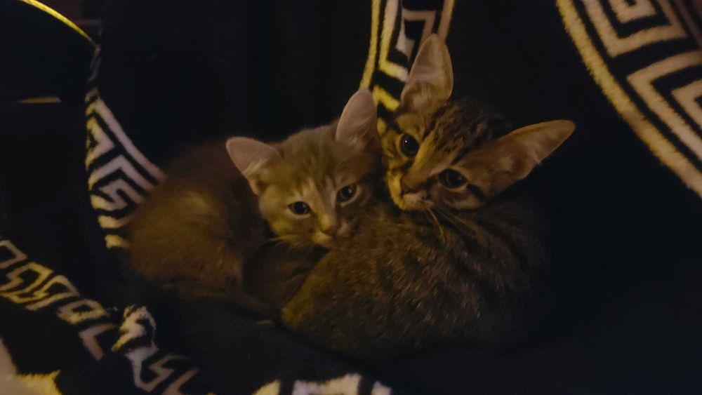 Tigrette si Piano, doi pisoi superbi, isi cauta familie