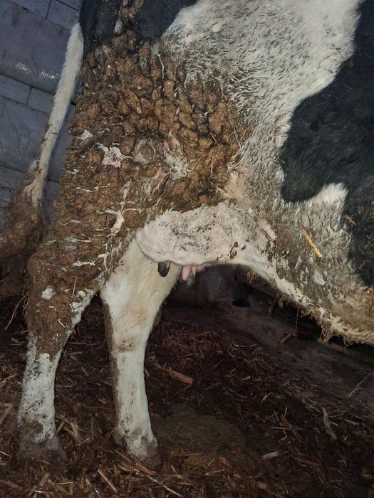 Golland sigir sotiladi