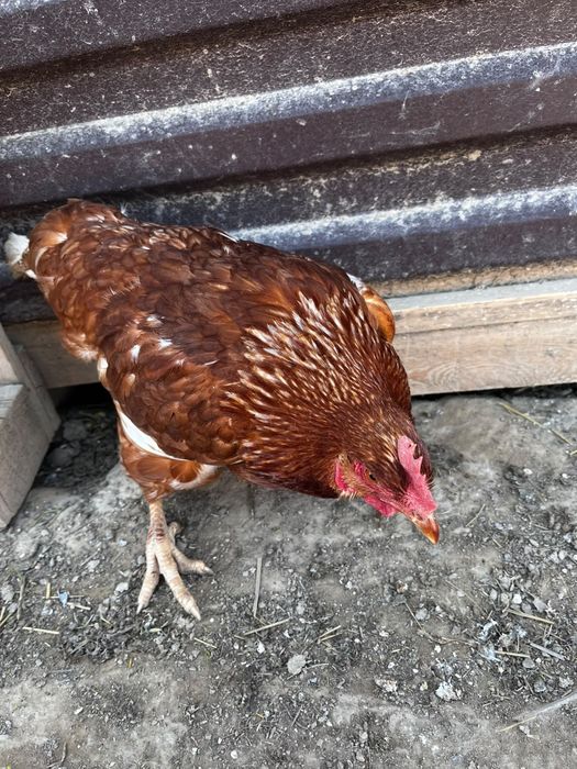 Продам домашние курсы ломан браун
