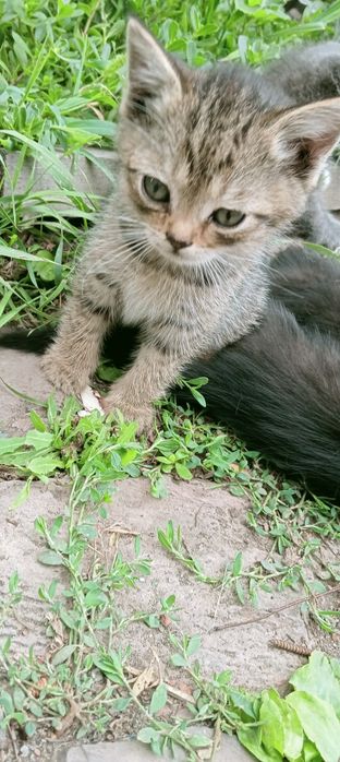 Отдам котят 3 мес