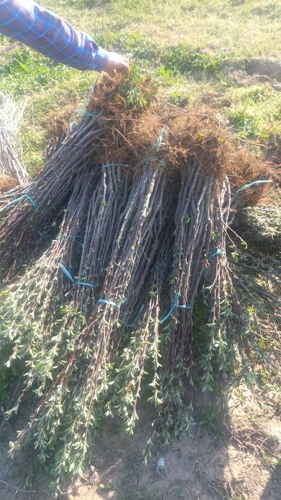 Саженцы плодовых