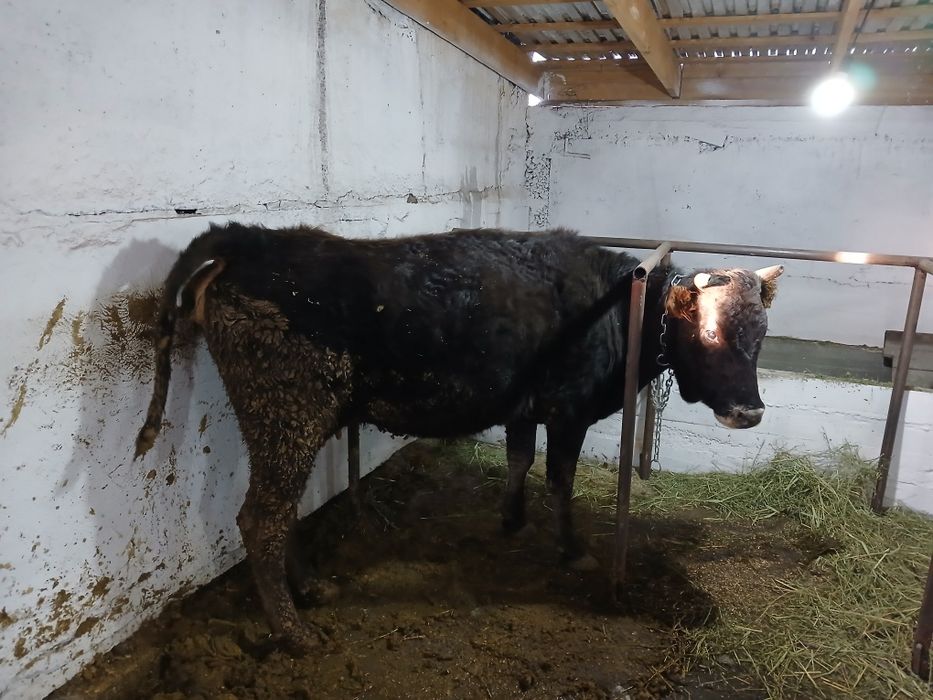 Продам корову 3 года