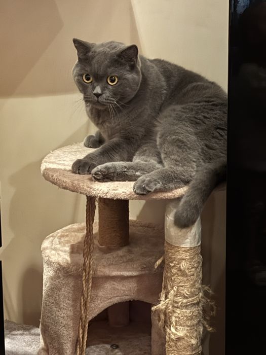 Подарявам късокосместа британска котка