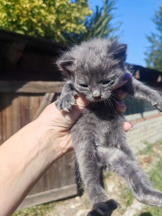 Отдам котенка девочку в добрые руки