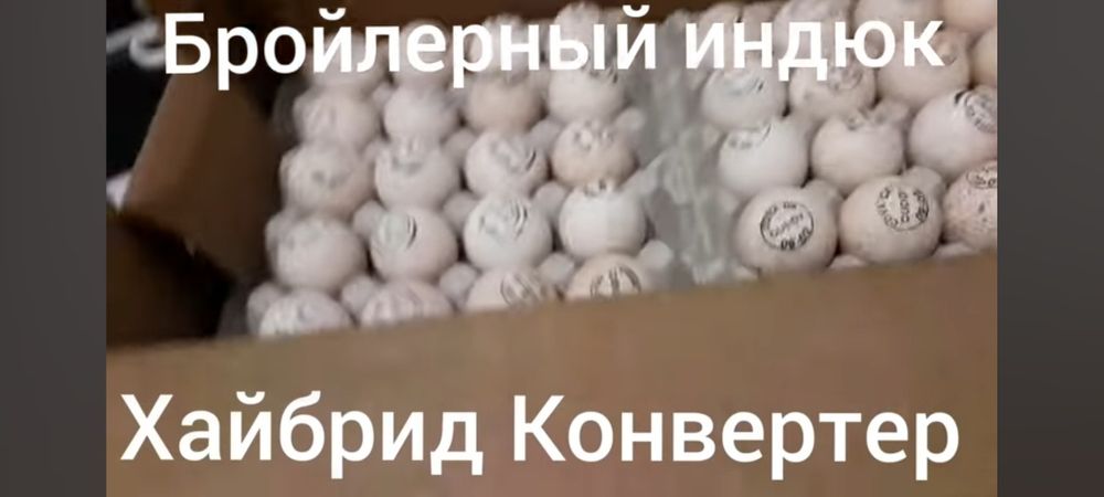инкубационное яйцо