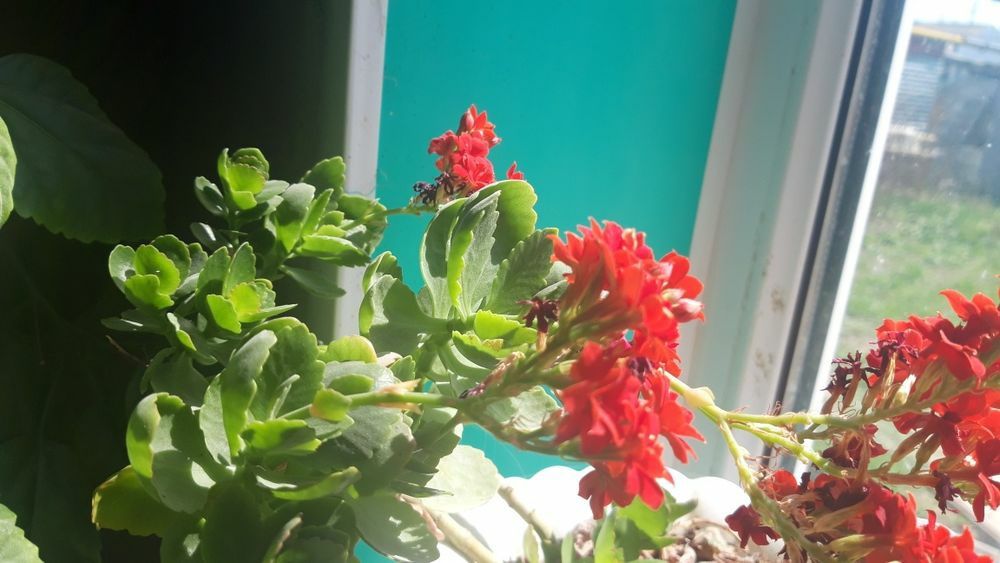 Продаются укоренённые саженцы колонхое.