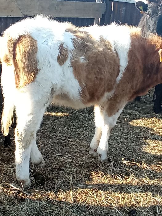 Продажа! Мрс тёлка