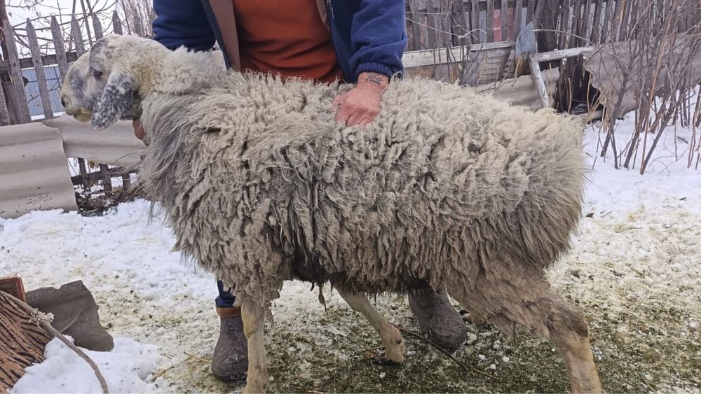 Қазақи қошқар сатылады