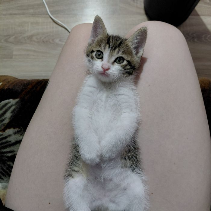 Продам котят 3 девочки